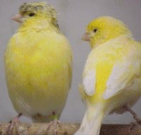 Crested Canaries
